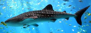 Real Whale Shark.jpg