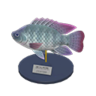 tilapia model