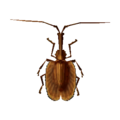 Violin Beetle NL Model.png