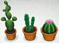 CF Cactus Set.jpg