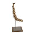 Seismo Skull WW Model.png