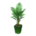 Fan Palm's Green variant