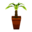 Dracaena PG Model.png
