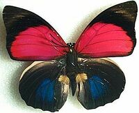 Emperor butterfly - Animal Crossing Wiki - Nookipedia