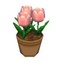 pink tulips