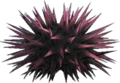 Sea Urchin NH.png
