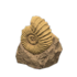 Ammonite NH Icon.png