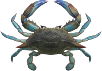 Artwork of gazami crab