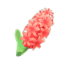 red hyacinths