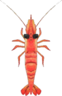 sweet shrimp