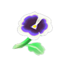 white pansies