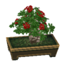 hawthorn bonsai