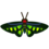 Rajah Brooke's birdwing