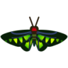 Rajah Brooke's Birdwing NH Icon.png