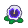 white pansies