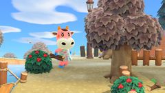 Norma/Gallery - Nookipedia, The Animal Crossing Wiki