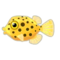 Yellow Boxfish PC Icon.png