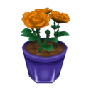 orange roses