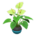 Anthurium plant's Green variant