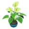 Anthurium Plant (Green) NH Icon.png