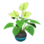 anthurium plant