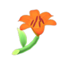 orange lilies