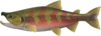 Artwork of Salmon