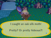 Caught Oak Silk Moth CF.png