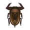 Giant Water Bug NH Icon.png