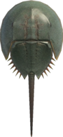 Artwork of Horseshoe Crab