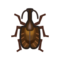 Violin Beetle NH Icon.png