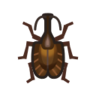 Violin Beetle NH Icon.png