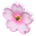 Cherry-blossom clock's Pink-white variant