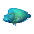 Napoleonfish CF Model.png