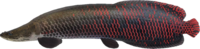 Artwork of Arapaima is the biggest freshwater fish in the game and is very rare.