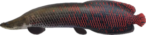 In-game image of arapaima