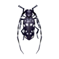 Longhorn Beetle CF Model.png