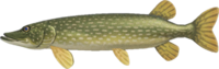 Artwork of Pike