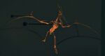 NH Pteranodon Museum.jpg
