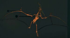 NH Pteranodon Museum.jpg