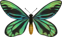 Artwork of Queen Alexandra's Birdwing