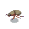 scarab beetle model
