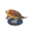 snapping turtle model