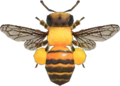 Honeybee NH.png
