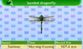 NL Encyclopedia Banded Dragonfly.png