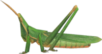 Artwork of Long Locust