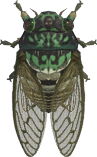 Artwork of Robust Cicada