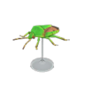 stinkbug model