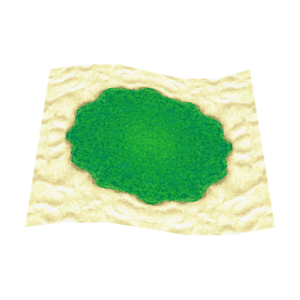 Tropical Floor WW Model.png