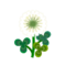 White Clover PC Icon.png